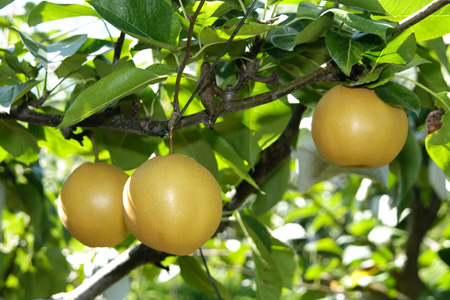 Korean Pears
