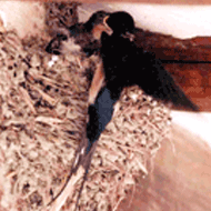 광주시 시의 새 : 제비